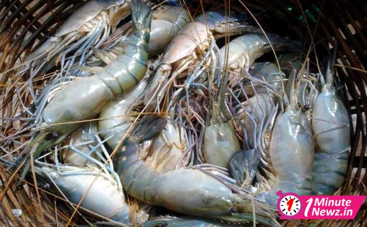 Lots of Lobstar found at Hooghly Sheoraphuli Ghat