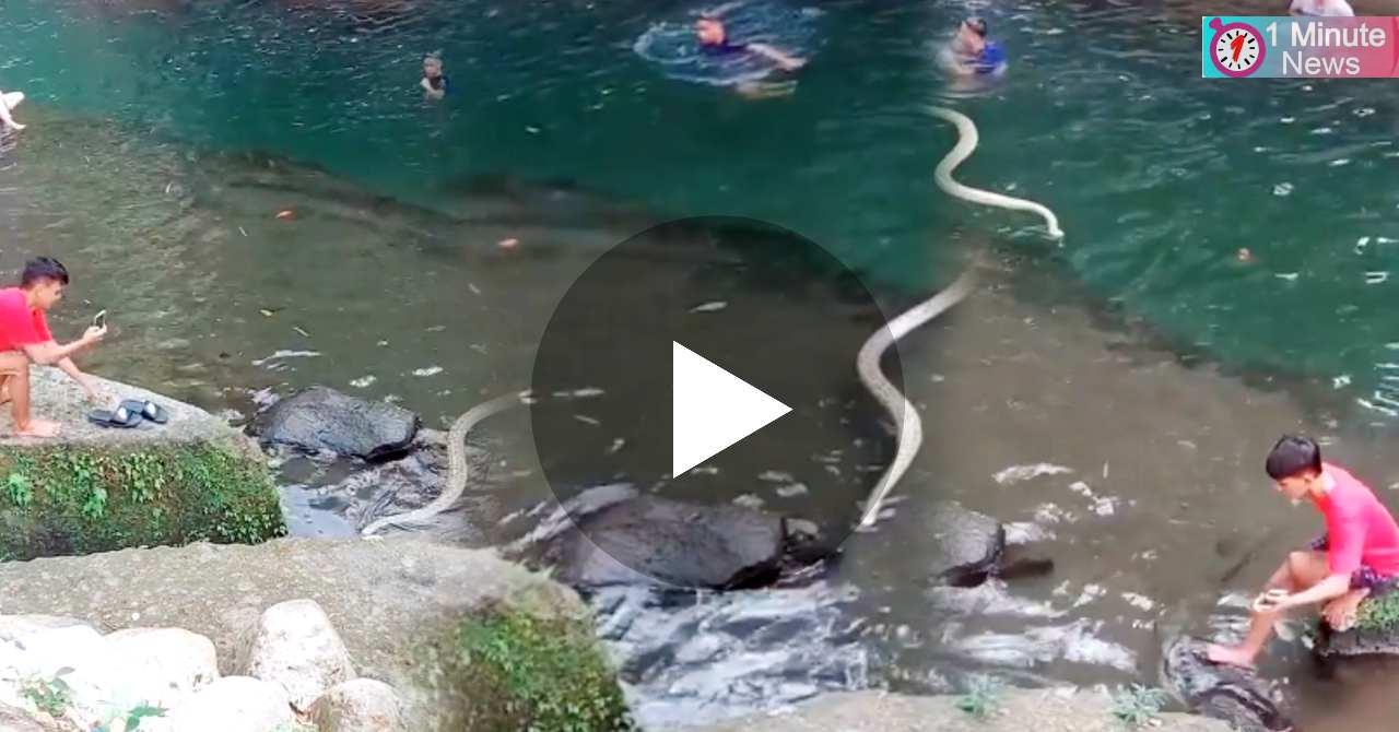 a big snake chease a man in river viral video