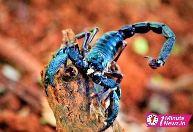 Blue Scorpion