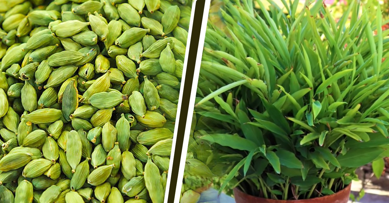 how to grow cardamom tree in house