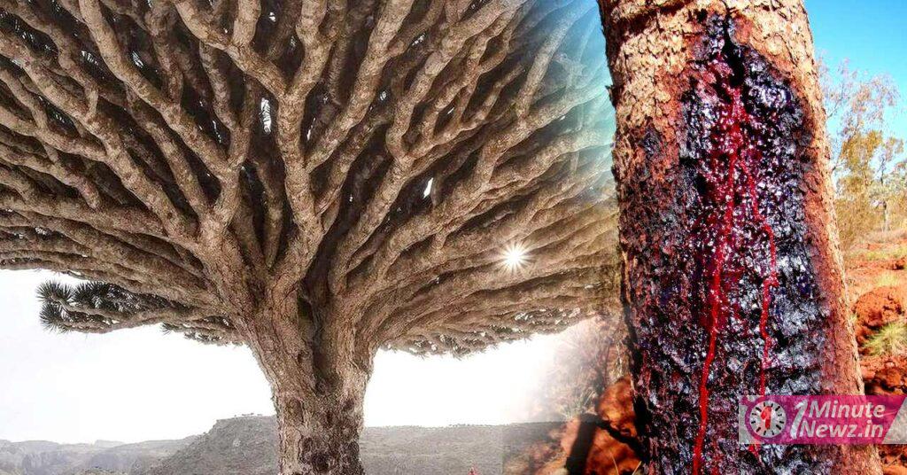 a mysterious tree who has red blood as human in socotra island