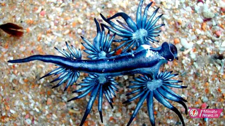 exists this 5 wired animals in the world blue dragon