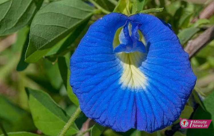 bastu tips for planting aparajita flower plant