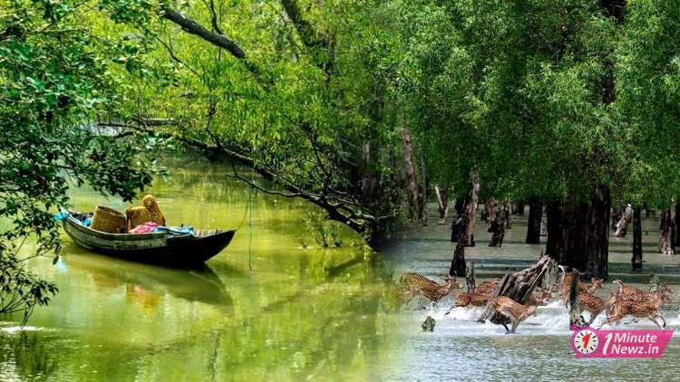 sundarbans