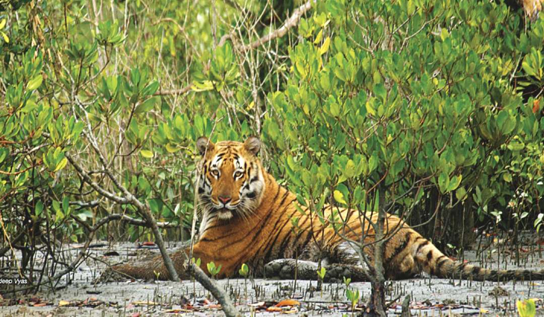 sundarban tourist spot